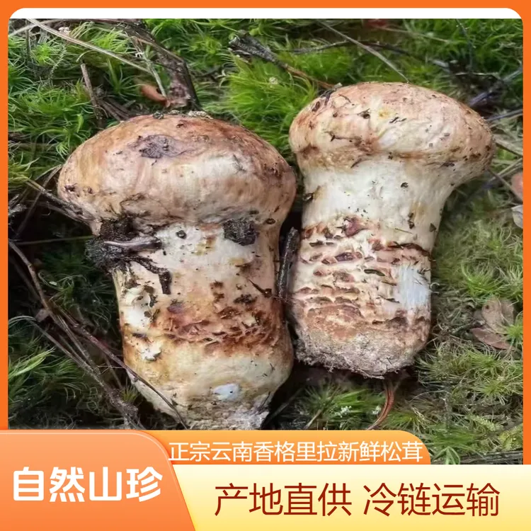 正宗云南香格里拉新鲜松茸产地直销现挖现货野山云南特产中秋礼盒