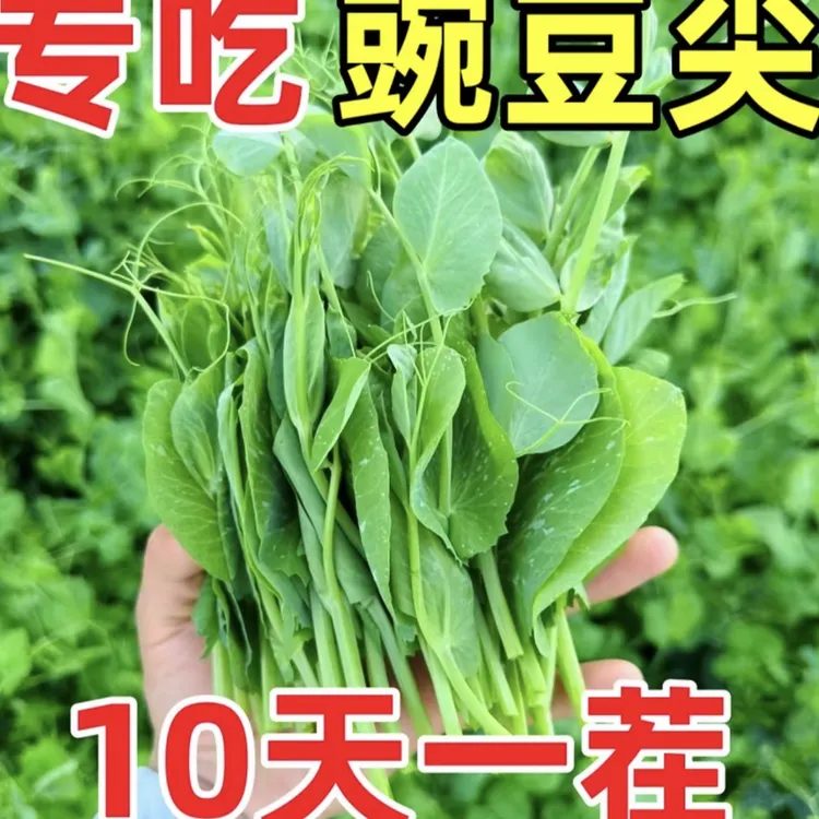 【豌豆苗种子】专吃豌豆尖四季芽苗菜甜豌豆种子阳台盆栽农家蔬菜