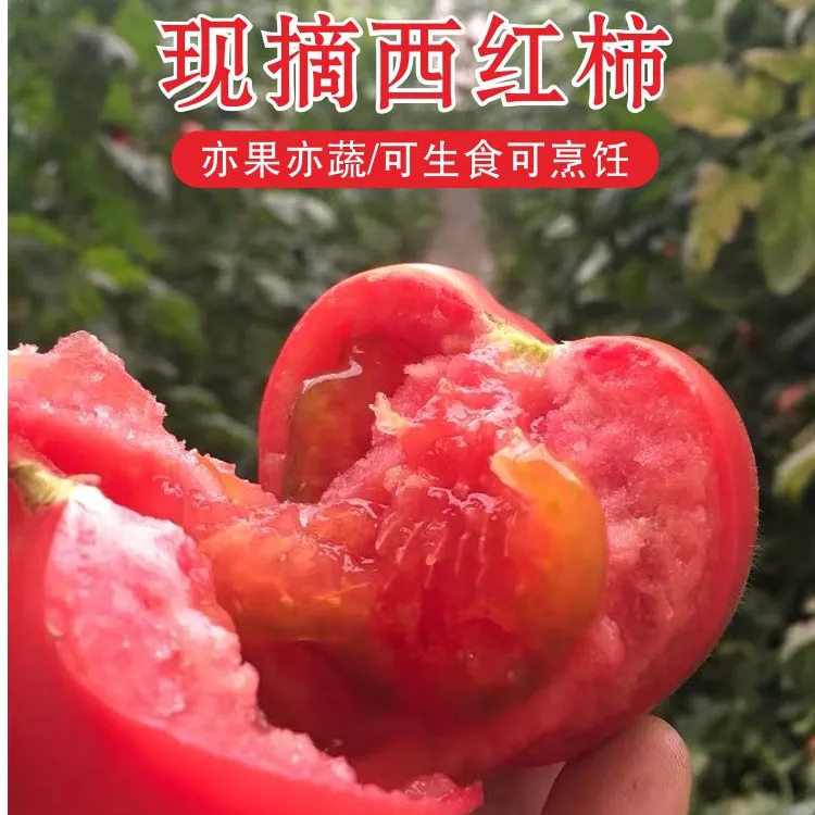 泾阳普罗旺斯沙又粉生吃现摘新鲜沙粉西红柿泾阳西红柿4.5斤净重