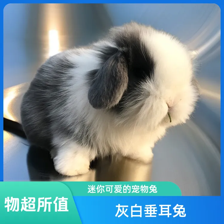 超萌好物纯种小兔子活物进口血统小体宠物兔侏儒兔垂耳兔包邮包活