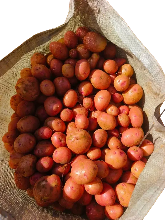 网红云南高山红皮黄心小土豆新鲜现挖3/5/9斤迷你马铃薯