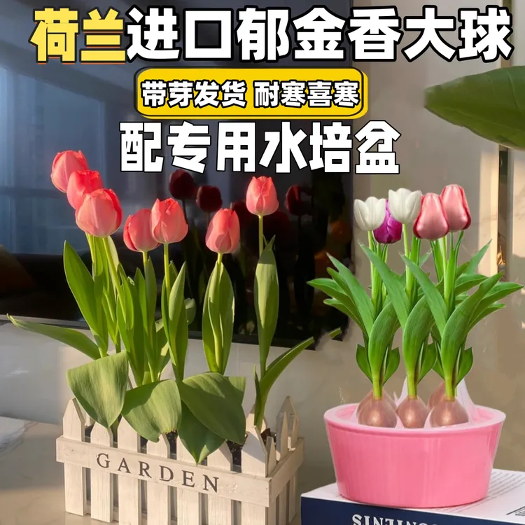 水培郁金香五度球郁金香种球进口耐寒水培植物郁金香水培器皿室内商品图