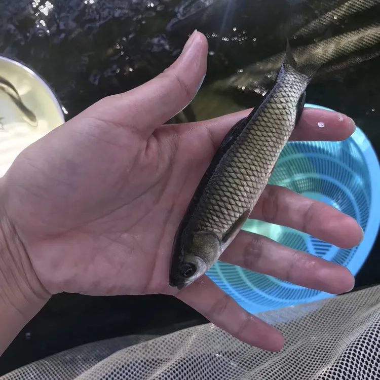 长身草鱼鲩鱼淡水鱼 宠物活体水族观赏鱼