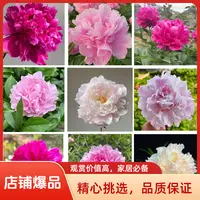 芍药花苗 浓香耐寒易活多年生四季开花阳台庭院盆栽地栽