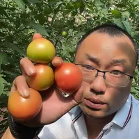 【东北西红柿】番茄铁皮西红柿生吃4.5斤包邮【顺丰包邮】