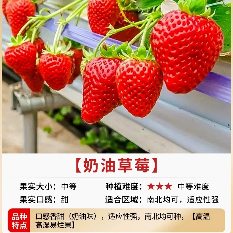 【基地直发】奶油红颜丹东草莓苗四季盆栽四季食用阳台庭院种植对版商品图
