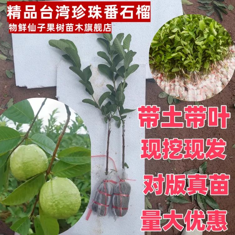 正宗甜脆可口台湾芭乐番石榴嫁接树苗带土带叶广西基地直发包邮
