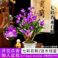 【带花剑花苞】新品澳洲香水石斛兰盆栽水培浓香室内绿植花卉年宵花