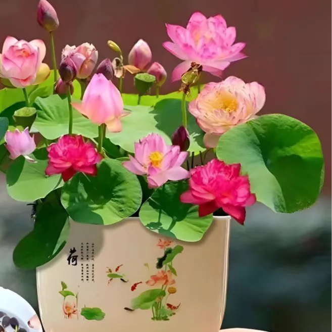 【水培莲花】七彩莲花水培花卉植物四季莲花荷花种莲藕绿植水培莲子商品图
