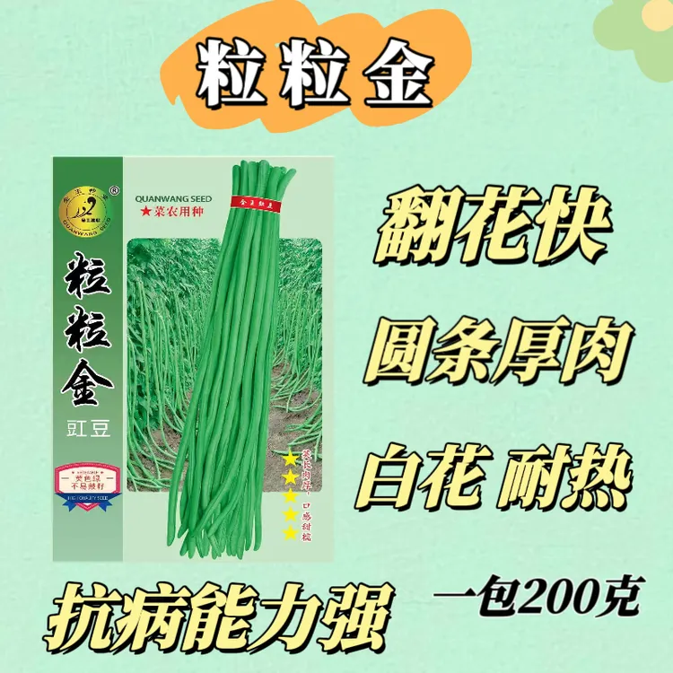 粒粒金豇豆种子翠绿耐高温条长80到90公分抗病高产不鼠尾