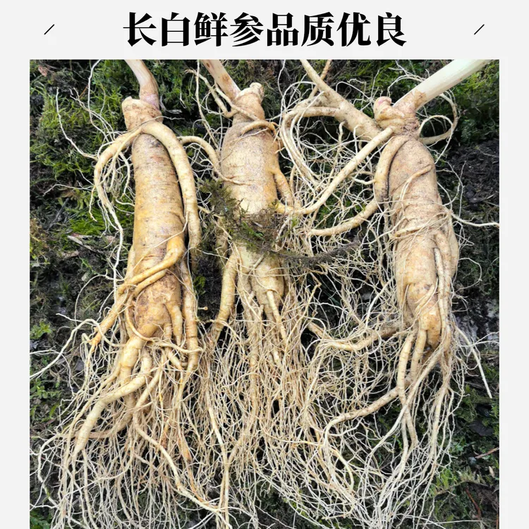 长白山新鲜现挖可泡酒煲汤产地直销 三支一斤【保温箱+青苔发货】
