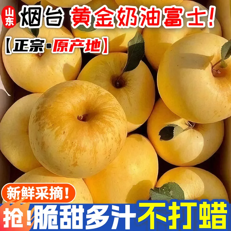 【黄金奶油富士苹果】正宗山东烟台原产地整箱苹果新鲜水果产地直发