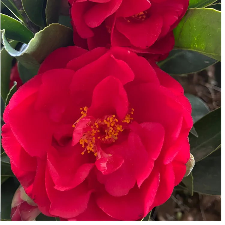 【70-80cm】3年老庄赤单红红茶花四季山茶开花室内花卉植物好养