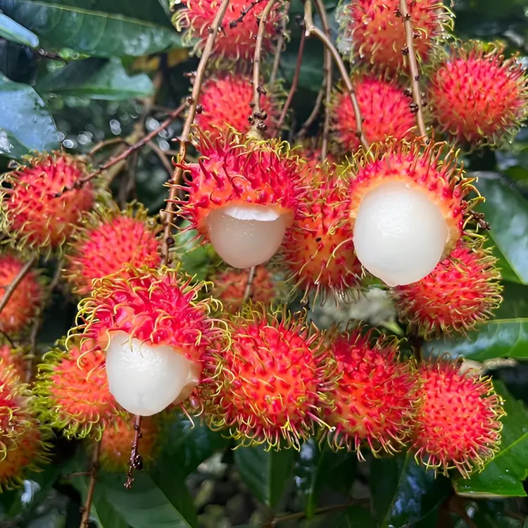｛自家果园｝当季新鲜荔枝红毛丹果香浓郁坏果包赔