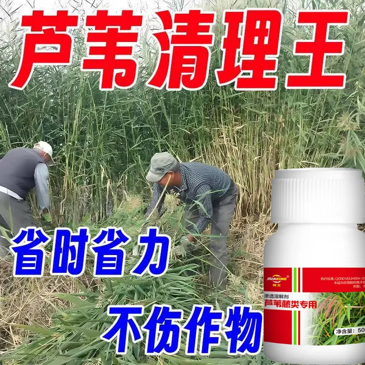 茅草净强效芦苇专用助剂深层渗透瓦解根系无残留商品图