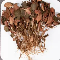 【袁瑞泽推荐】金线莲 