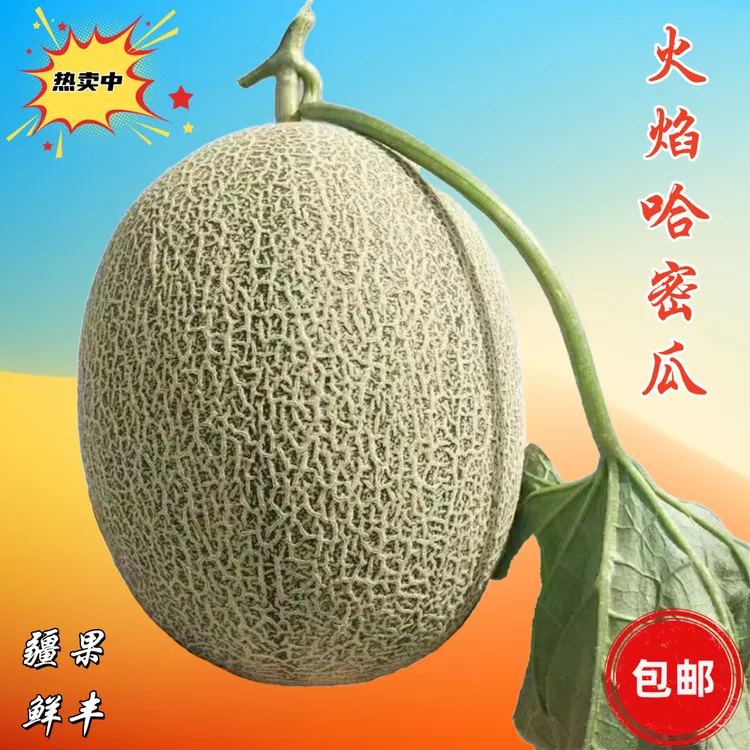 新疆吐鲁番哈密瓜西州蜜17号甜瓜网纹蜜瓜脆甜多汁新鲜现摘现发