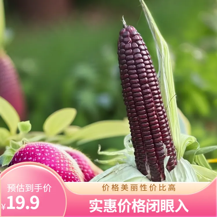 新鲜红宝石玉米甜糯现摘现发带壳鲜食软糯香甜玉米代餐粗粮