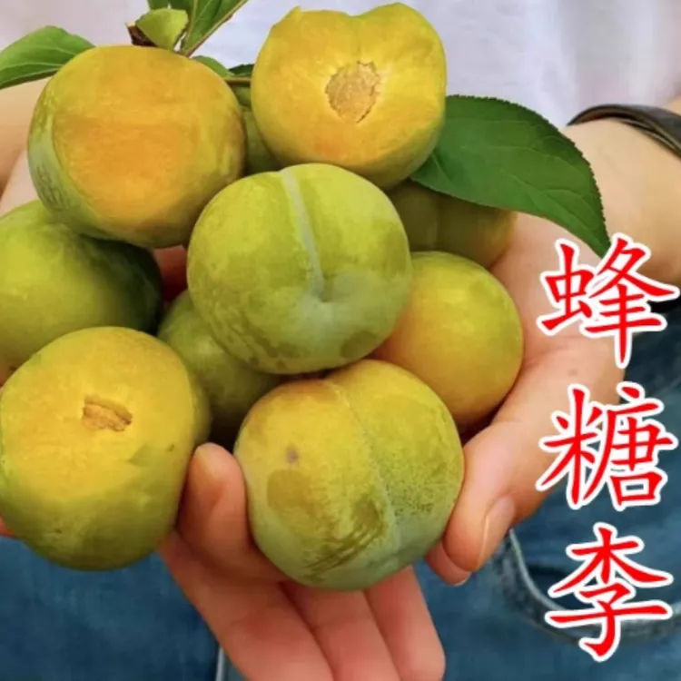 3年苗买一送一蜂糖李子树苗嫁接脱骨清脆李三华李子树苗盆栽地栽