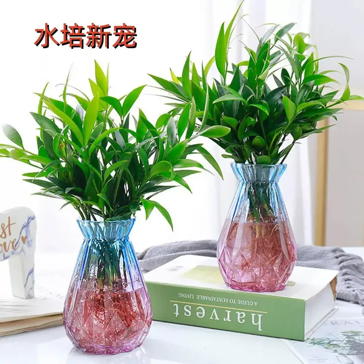 竹柏盆栽水培新宠驱蚊植物室内客厅卧室桌面绿植盆栽四季常青