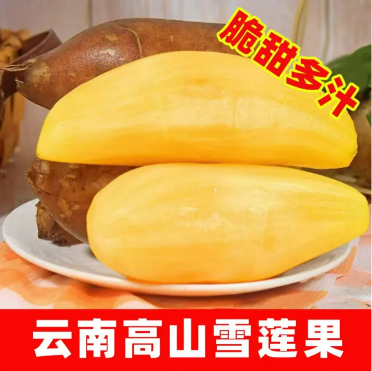 【低糖】云南天山雪莲果脆甜多汁新鲜应季孕妇水果现挖现发3/5/9斤