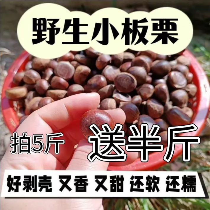当季新鲜小毛栗野生带壳小栗子贵州野生小个小油栗新鲜薄皮毛栗子