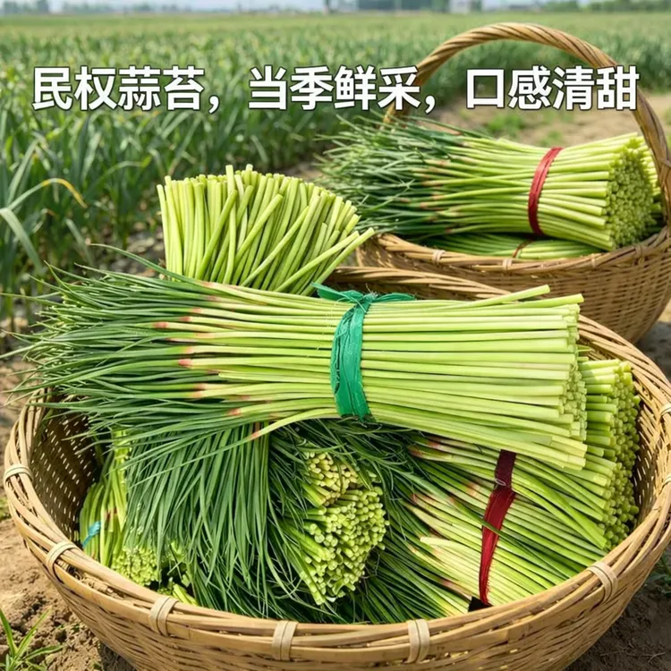 农家蒜苔红帽蒜苔河南小红帽蒜苔蔬菜
