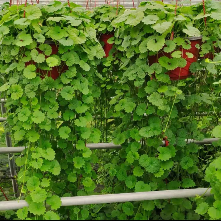 活血丹苗透骨消苗金钱薄荷盆栽苗入药肺风草室内外垂吊植物
