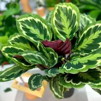 彩虹竹芋盆栽室内植物彩虹好养观叶绿植好养