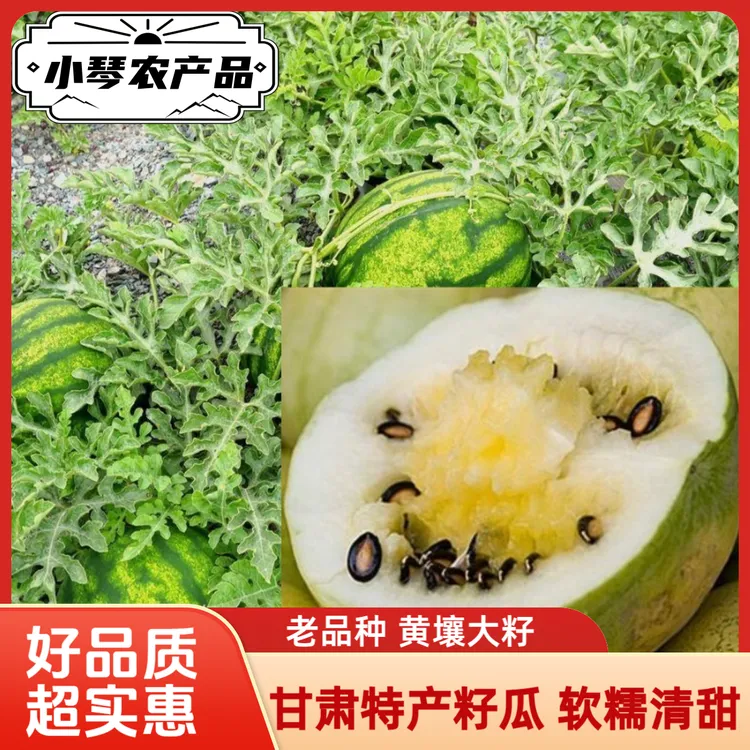甘肃特产兰州籽瓜打瓜旱砂地老品种黄瓤大籽温热性老人小孩孕妈