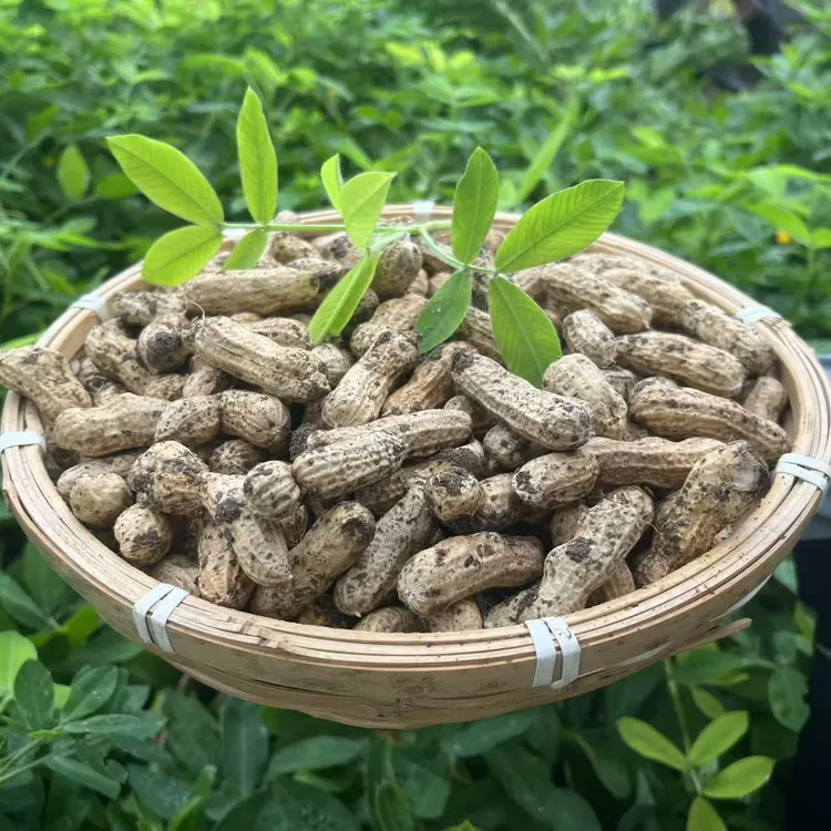 理想田园  新鲜现挖带壳当季红皮花生无农药化肥自然种植
