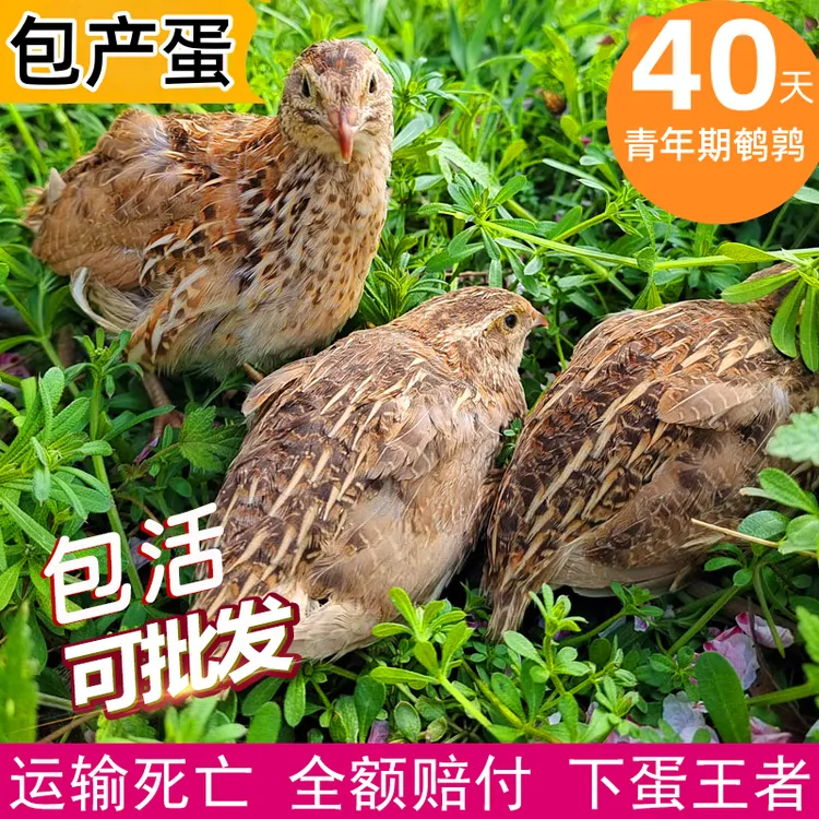 下蛋鹌鹑青年鹌鹑鸟种鸡繁殖宠物鸟鹌鹑活鸟阳台养殖鸡包活