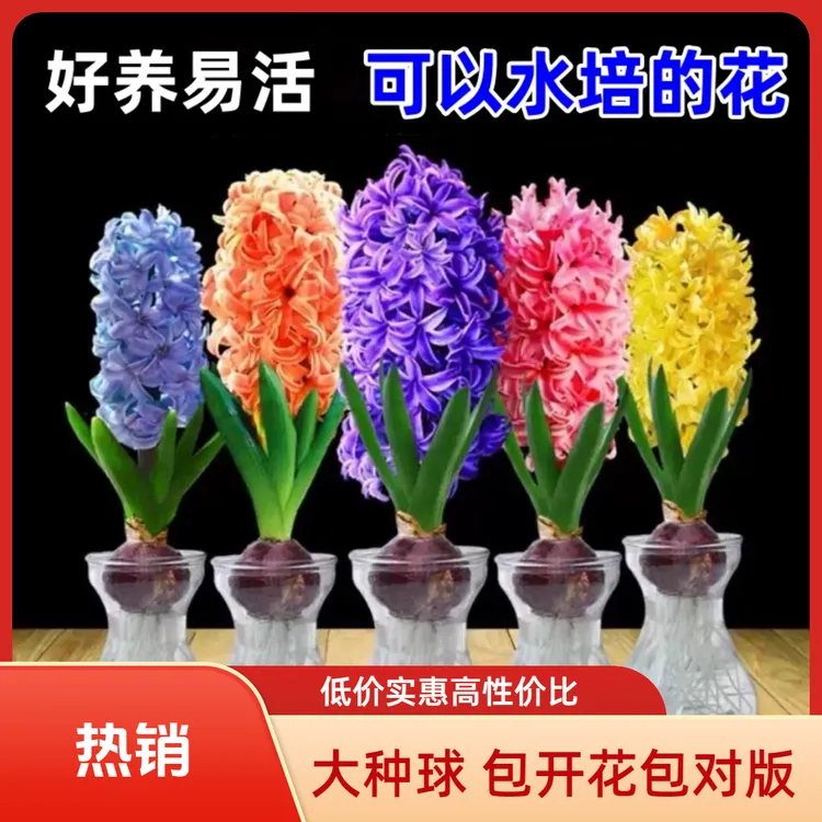 风信子种球水培土培花卉大球好养活阳台室内外盆栽植物冬天花卉