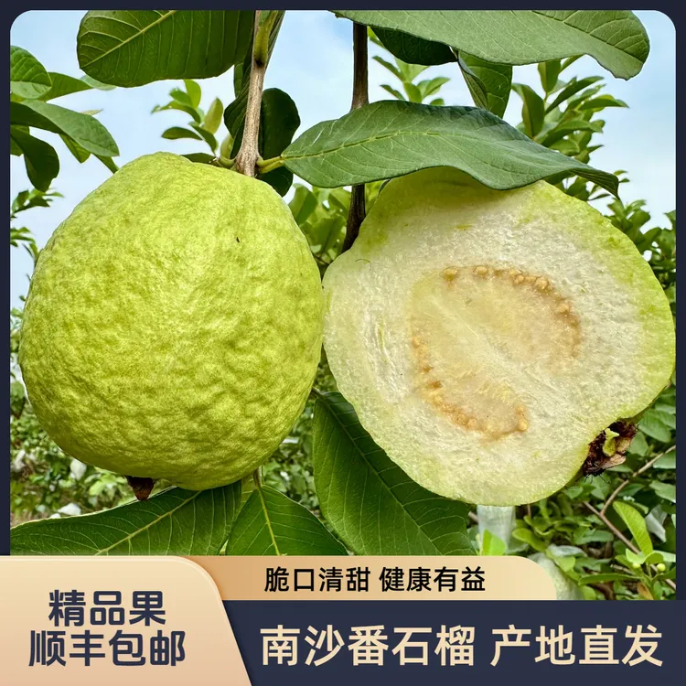 【外脆内软】脆甜番石榴低糖健康酸梅粉白心多汁水果新鲜优质顺丰