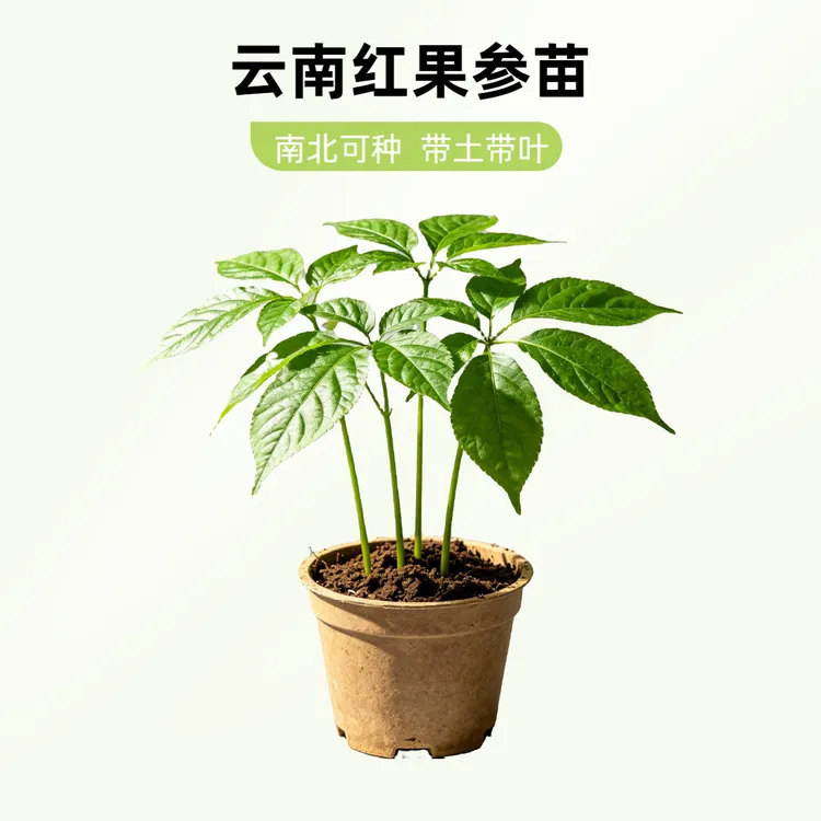 红果参苗阳台庭院南北可种当年结果云南稀有水果新品种种苗包邮商品图