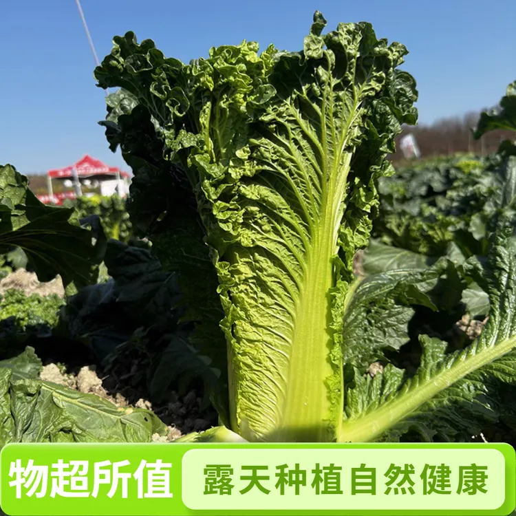 贵州威宁高山露天生长青麻叶白菜新鲜现砍现发甜脆绿色蔬菜大白菜