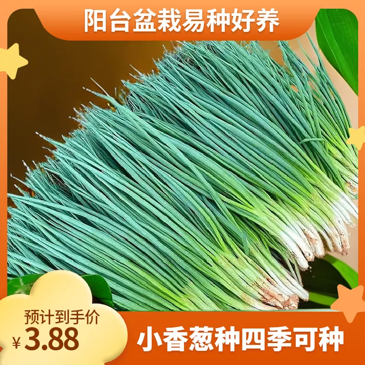 【小香葱种子】正品四季小香葱易种阳台室内盆栽家庭菜园蔬菜种子商品图