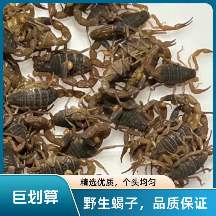 宠物蝎子东亚钳蝎纯天然个大体肥