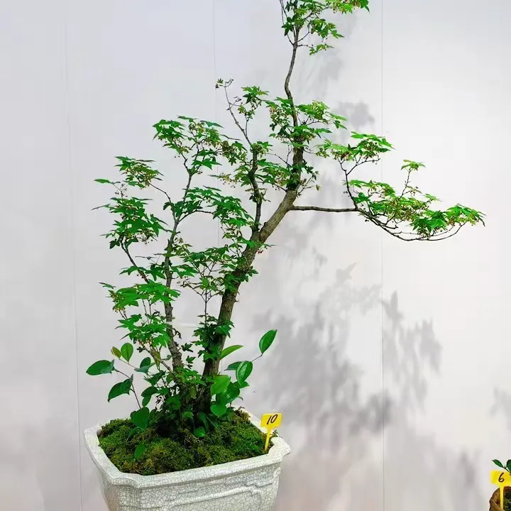 海岛石枫绿植盆栽清新淡雅易养好活适合室内外观赏盆景素材