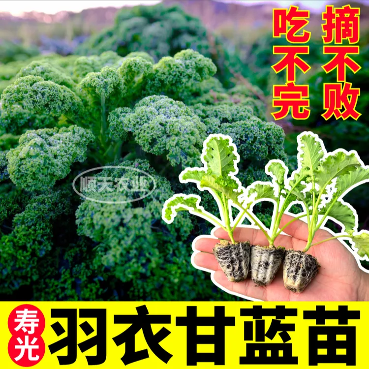 四季耐寒羽衣甘蓝苗秧绿紫粉羽衣种苗多茬采收食用蔬菜高产带土球