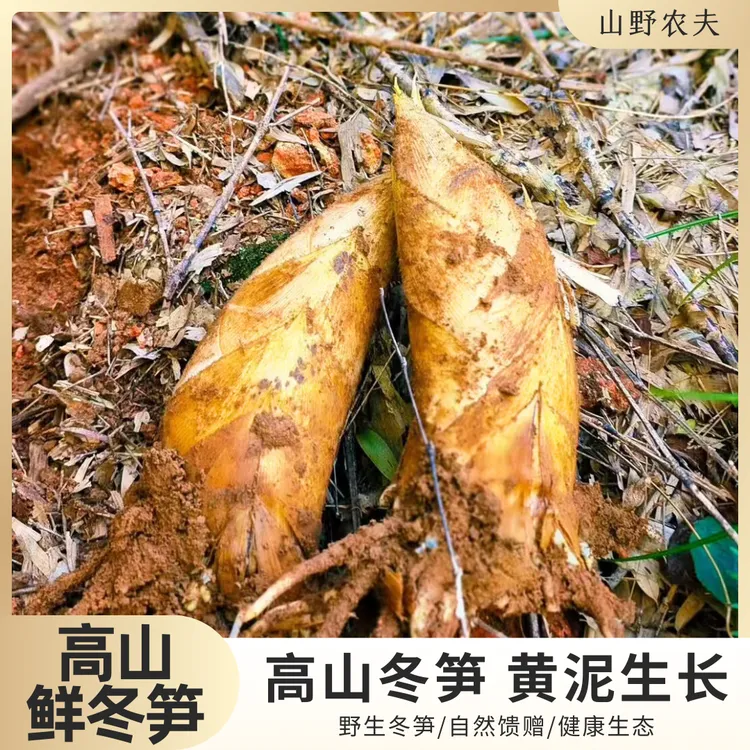 山野农夫冬笋带壳鲜笋黄泥竹笋冬笋现挖现发高山野长竹笋甄选生态