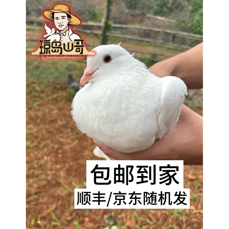 【宰好5只装】农家散养五谷喂养45天以上放飞鸽当天现宰现发1250g