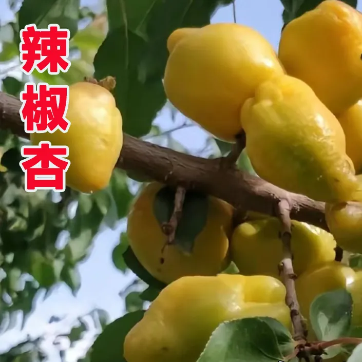 新品种耐寒杏树果苗辣椒杏树苗油杏苗小白杏南方北方种植