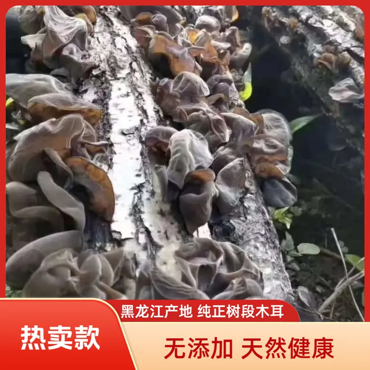 2025年净重东北木耳干货正宗新货木耳自家种植
