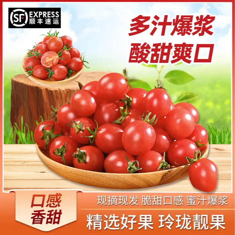 【京东包邮】崇明摩天生态农场小番茄酸甜爽口多汁自然成熟新鲜采摘
