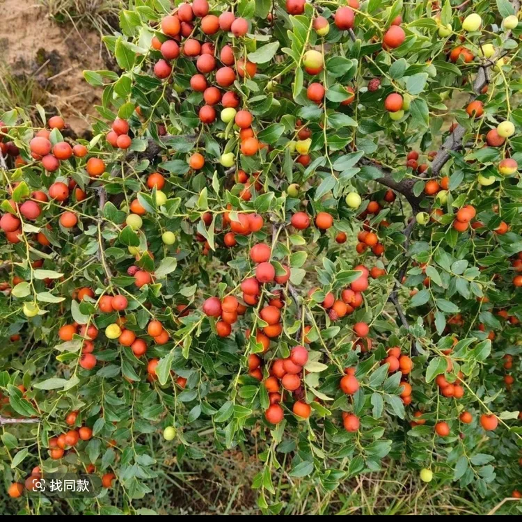 酸枣苗双仁酸枣苗山枣苗枣苗南北方种植