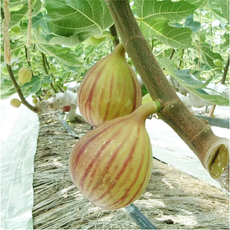 金傲芬盆栽无花果树特大水果无花果树苗斯特拉苗苗青皮结果格莱斯