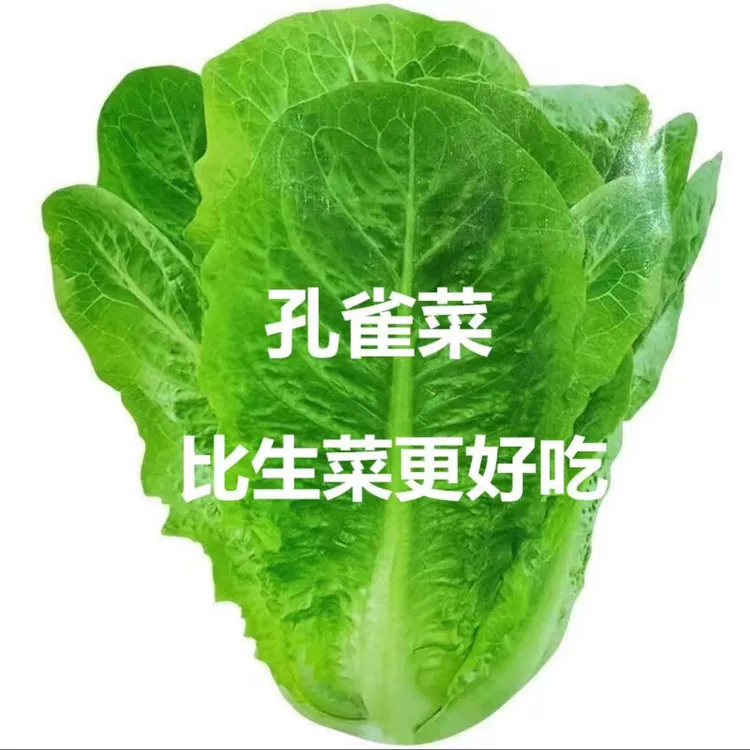 【孔雀沙拉菜种子】四季种植生吃脆甜直立生菜盆栽大田