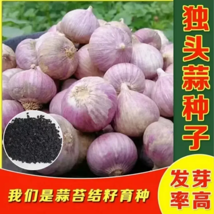 独头蒜菜种子农家独头蒜种子红皮四季紫皮大蒜苗种籽种植蒜苔盆栽
