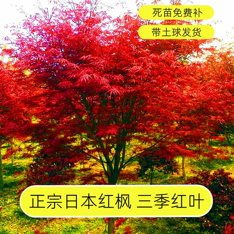 红枫树苗地栽日本红枫红舞姬中国四季红庭院绿化苗盆栽美国红枫苗